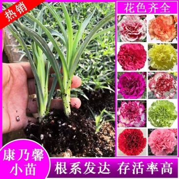 康乃馨花苗四季开花大花阳台庭院绿植盆栽花卉鲜花规格齐全