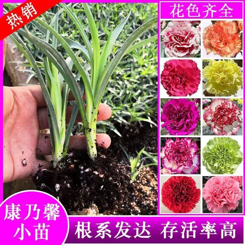 康乃馨花苗四季开花大花阳台庭院绿植盆栽花卉鲜花规格齐全