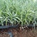 康乃馨花苗四季开花大花阳台庭院绿植盆栽花卉鲜花规格齐全