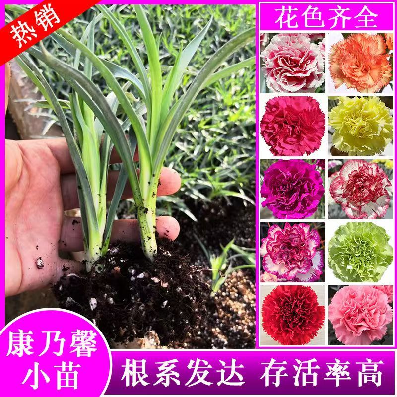康乃馨花苗四季开花大花阳台庭院绿植盆栽花卉鲜花规格齐全