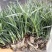 康乃馨花苗四季开花大花阳台庭院绿植盆栽花卉鲜花规格齐全