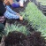康乃馨花苗四季开花大花阳台庭院绿植盆栽花卉鲜花规格齐全