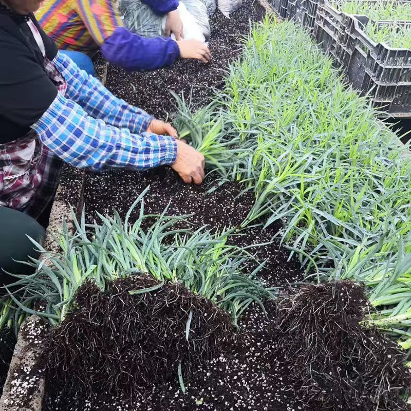 康乃馨花苗四季开花大花阳台庭院绿植盆栽花卉鲜花规格齐全