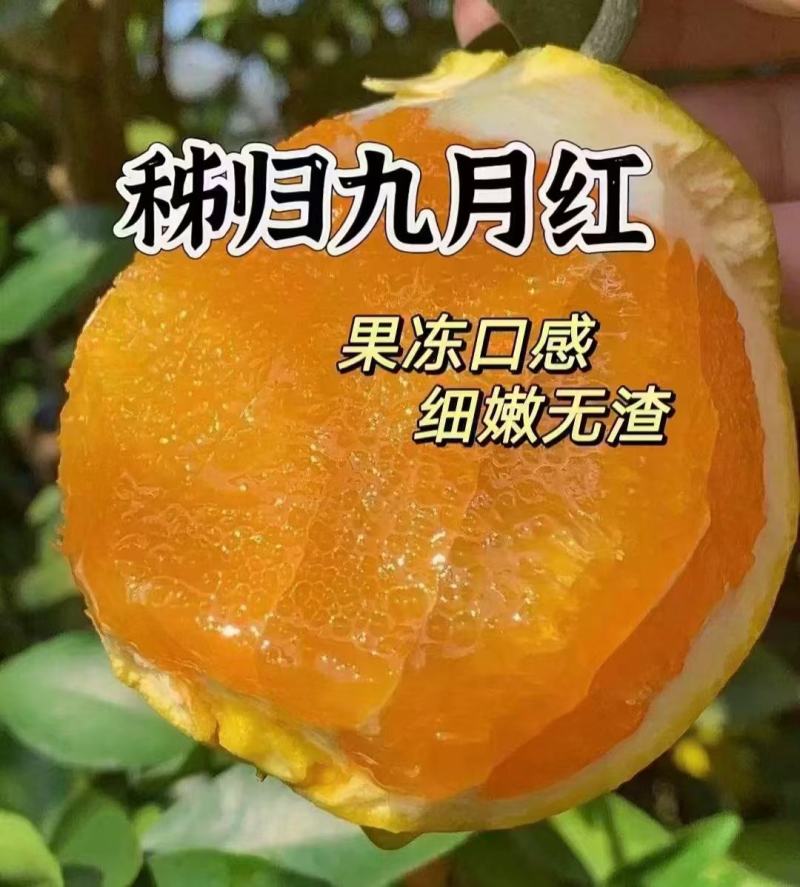 正宗九月红，口感甜，整车走货对接各大商超市场