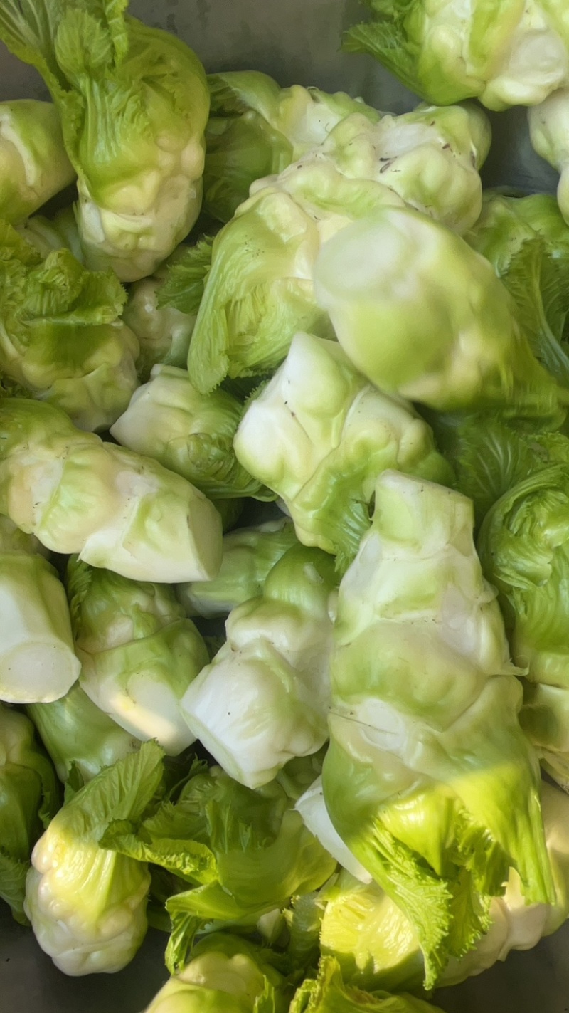 精品儿菜自产自销