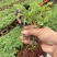 云南食用玫瑰花苗大马士革小苗滇红玫瑰苗基地直发规格齐全