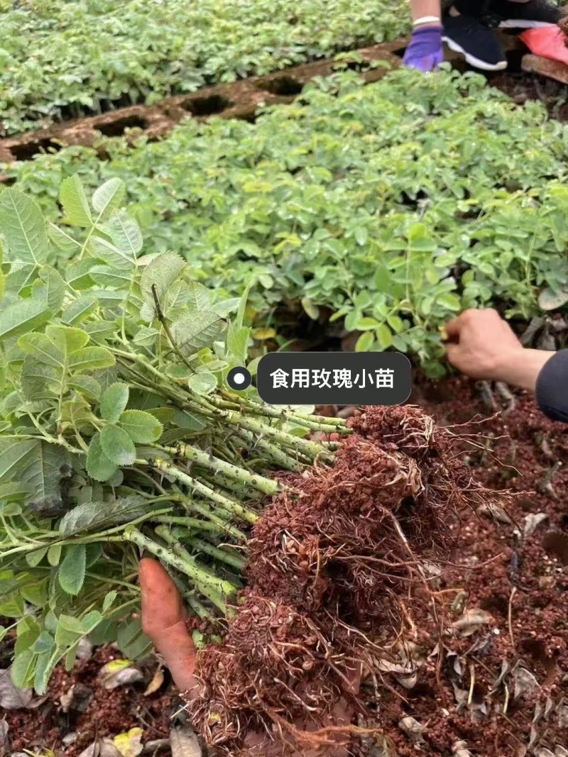 云南食用玫瑰花苗大马士革小苗滇红玫瑰苗基地直发规格齐全