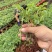 云南食用玫瑰花苗大马士革小苗滇红玫瑰苗基地直发规格齐全
