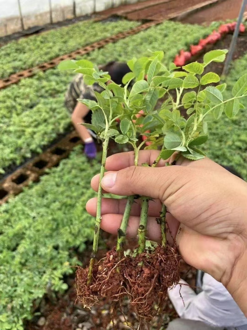 云南食用玫瑰花苗大马士革小苗滇红玫瑰苗基地直发规格齐全