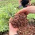 云南食用玫瑰花苗大马士革小苗滇红玫瑰苗基地直发规格齐全