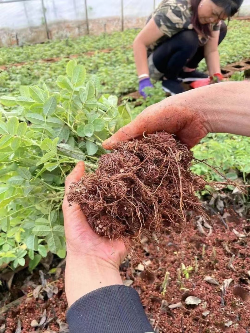 云南食用玫瑰花苗大马士革小苗滇红玫瑰苗基地直发规格齐全