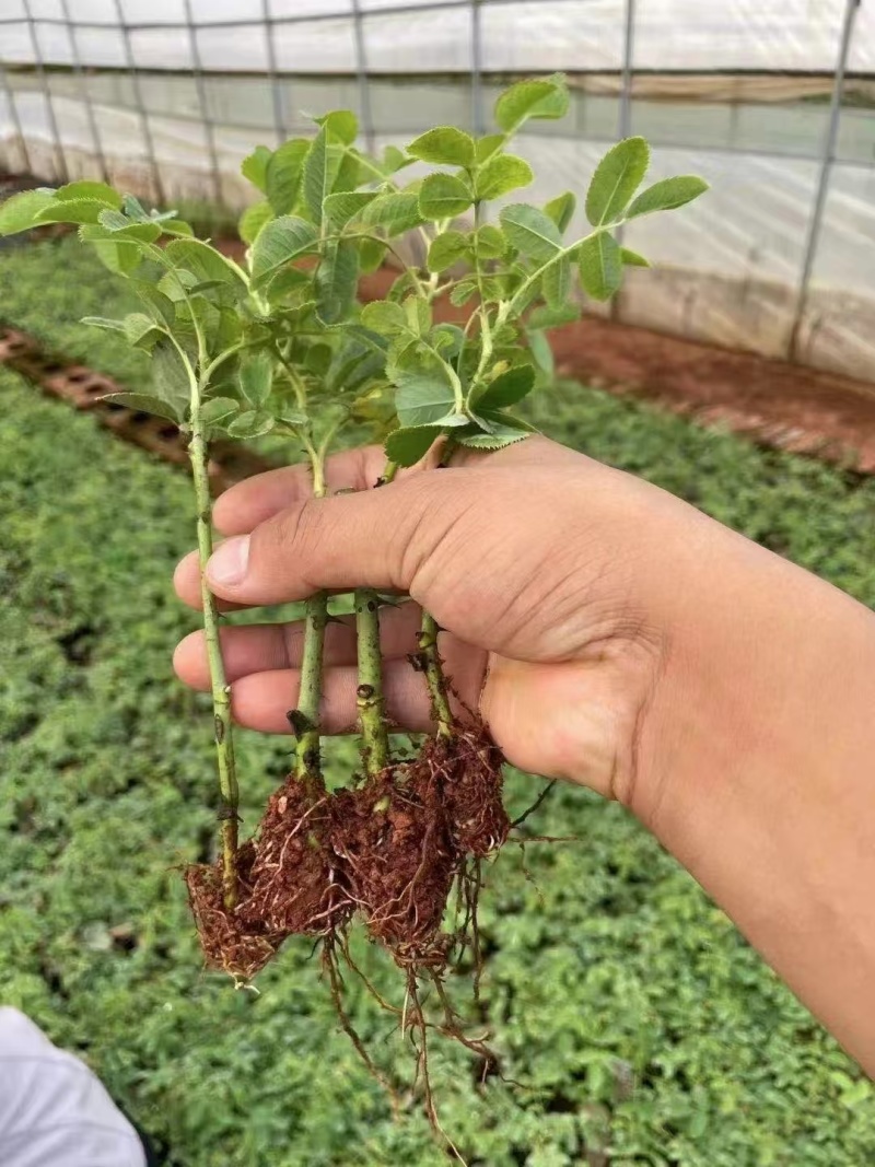 云南食用玫瑰花苗大马士革小苗滇红玫瑰苗基地直发规格齐全