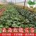 玫瑰云南基地直供切花玫瑰小苗绿化工程苗