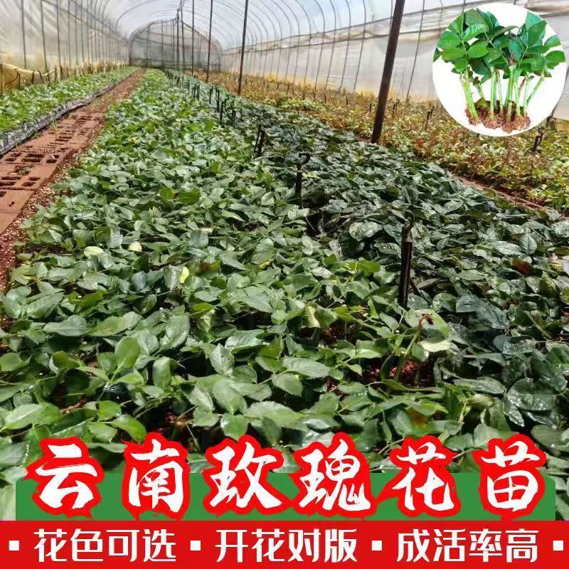 玫瑰云南基地直供切花玫瑰小苗绿化工程苗