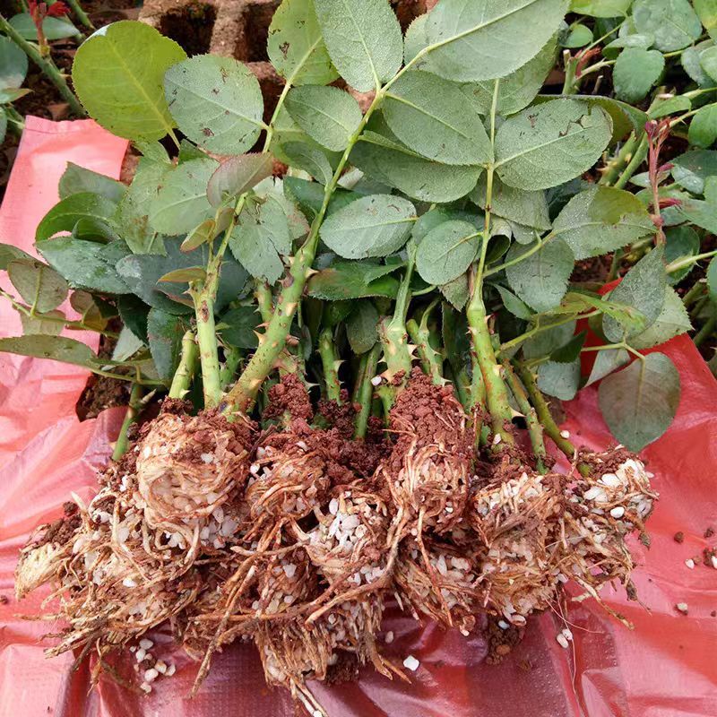 玫瑰云南基地直供切花玫瑰小苗绿化工程苗