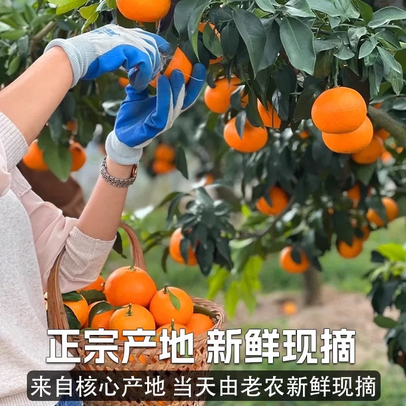 四川爱媛果冻橙皮薄如纸纯甜爆汁可视频看货代发全国