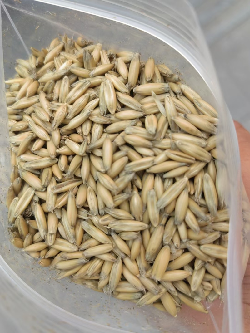 内蒙燕麦一手货源，货量充足质量保证，视频看货对接全国