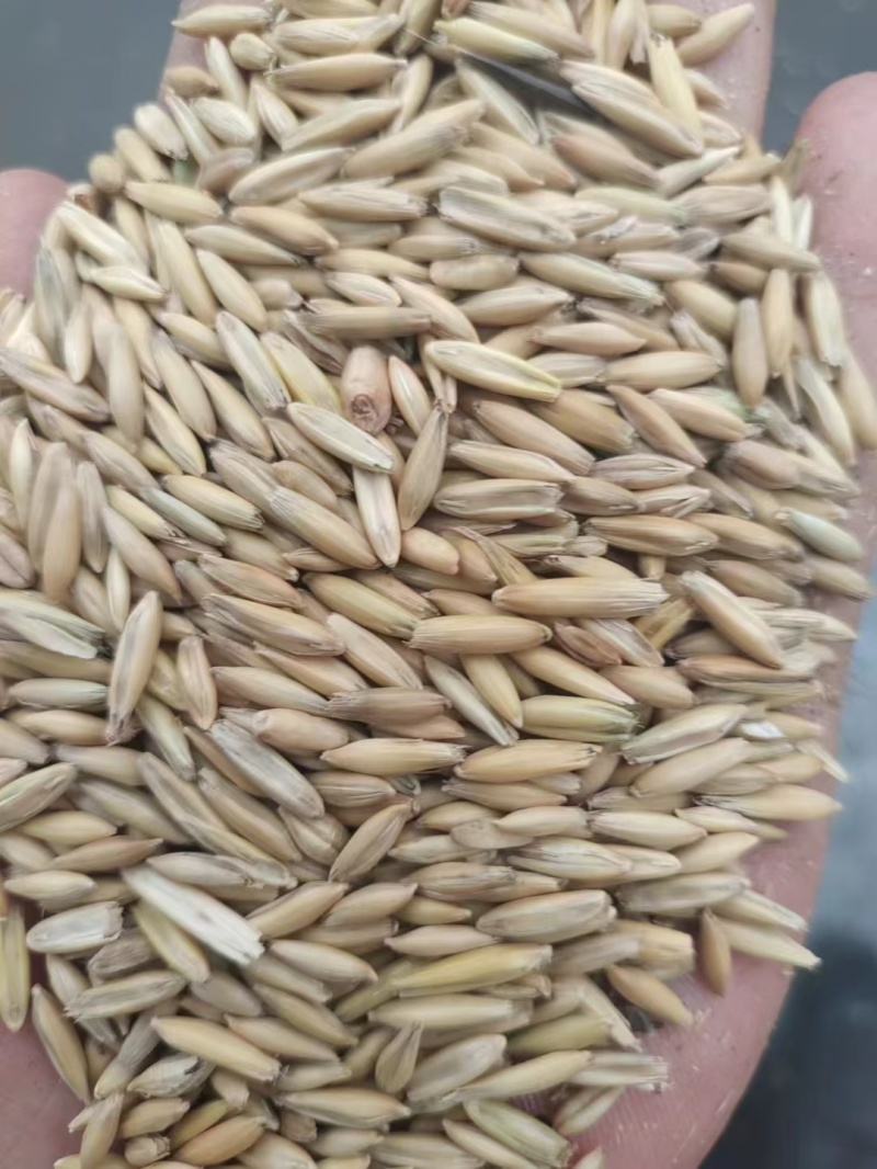 内蒙燕麦一手货源，货量充足质量保证，视频看货对接全国