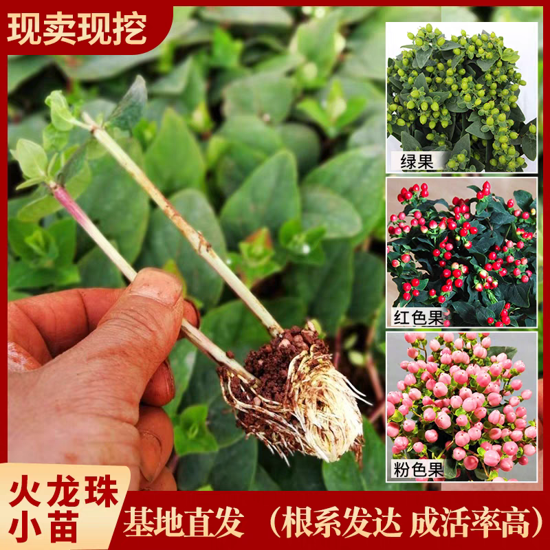 火龙珠种苗火龙珠小苗基地直发可发往全国量大从优欢迎来电