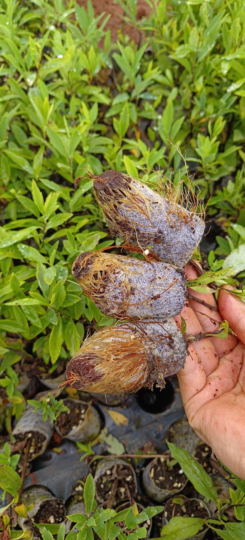 小手球苗云南昆明基地直供一手货源量大从优欢迎咨询