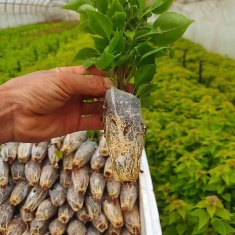精品三角梅无纺布小袋苗云南昆明基地直供一手货源量大从优