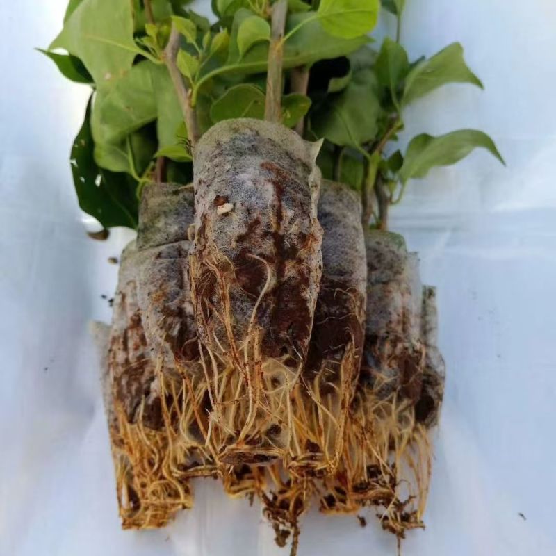 精品三角梅无纺布小袋苗云南昆明基地直供一手货源量大从优