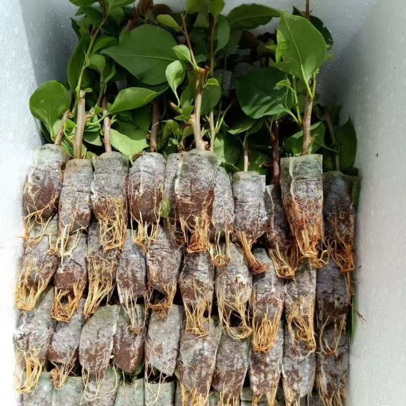 精品三角梅无纺布小袋苗云南昆明基地直供一手货源量大从优