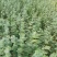 云南易存活尤加利苗配花尤加利叶蓝苹果铜钱桉庭院花园绿植
