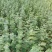 云南易存活尤加利苗配花尤加利叶蓝苹果铜钱桉庭院花园绿植