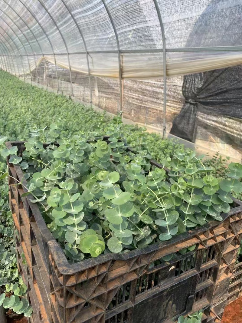 云南易存活尤加利苗配花尤加利叶蓝苹果铜钱桉庭院花园绿植