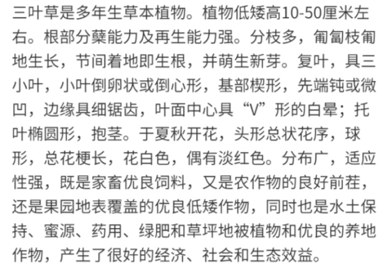 白三叶红三叶厂家货源批发价格全国发货价格便宜欢迎下单咨