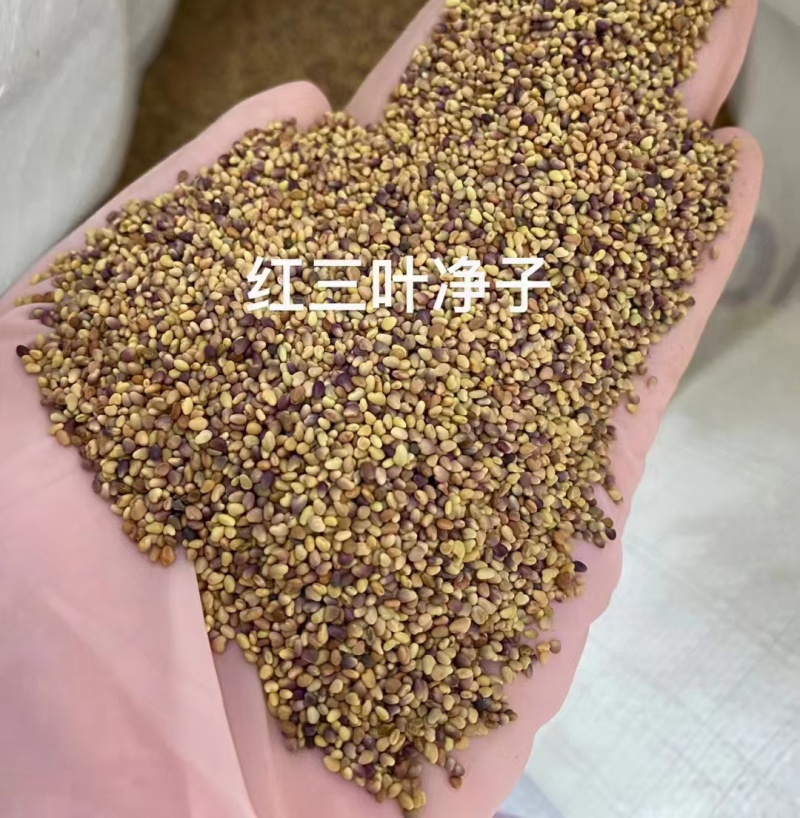 白三叶红三叶厂家货源批发价格全国发货价格便宜欢迎下单咨