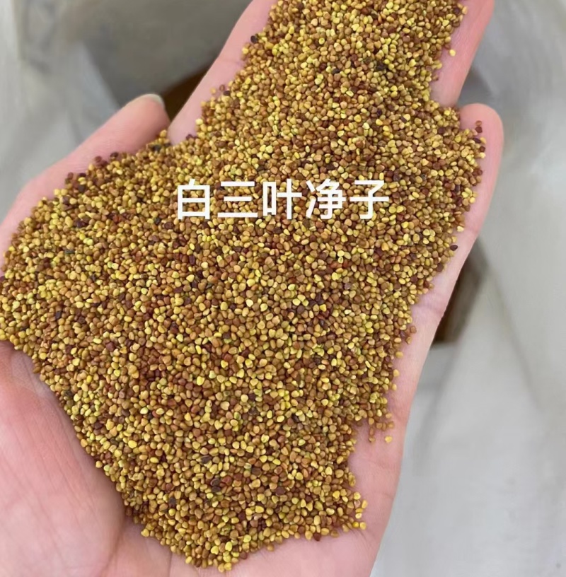 白三叶红三叶厂家货源批发价格全国发货价格便宜欢迎下单咨