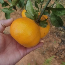 明日见
