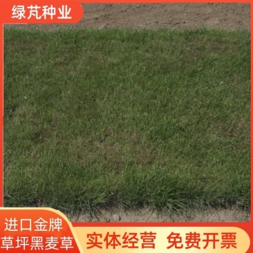 进口多年生蓝标金牌黑麦草种子草坪草籽矮生耐寒绿化耐践踏种
