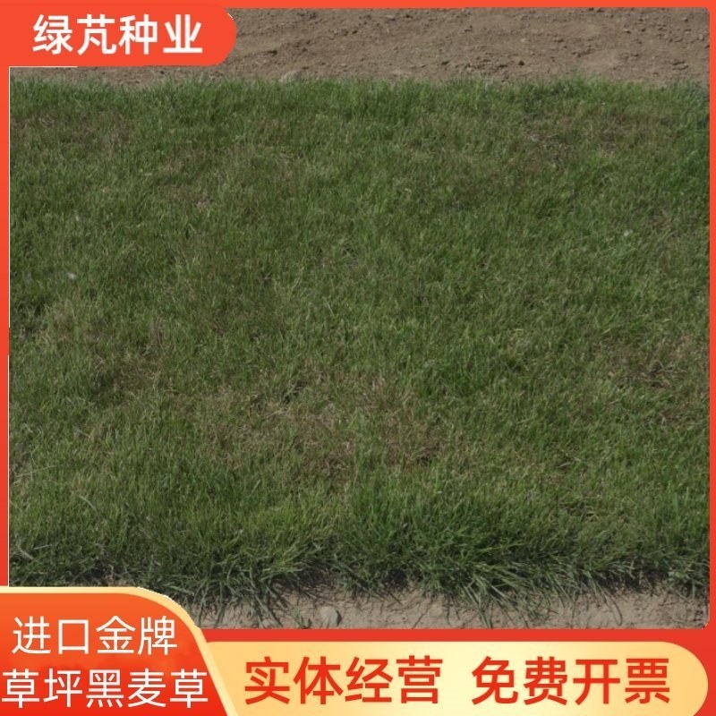 进口多年生蓝标金牌黑麦草种子草坪草籽矮生耐寒绿化耐践踏种