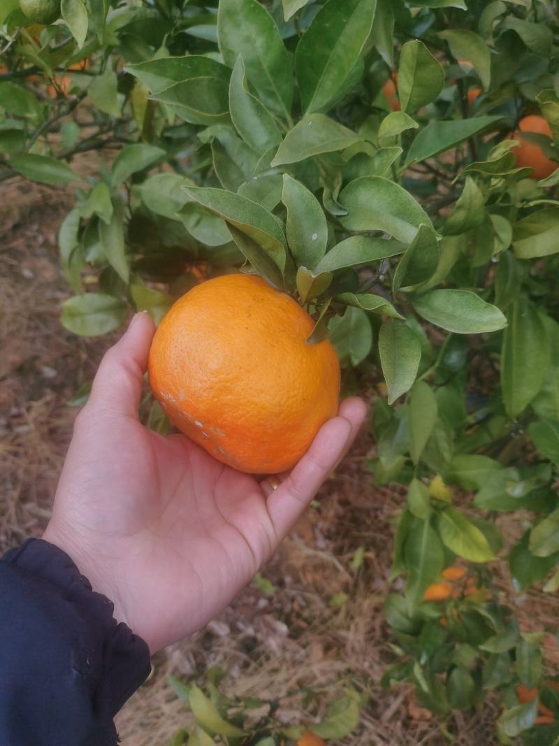 明日见