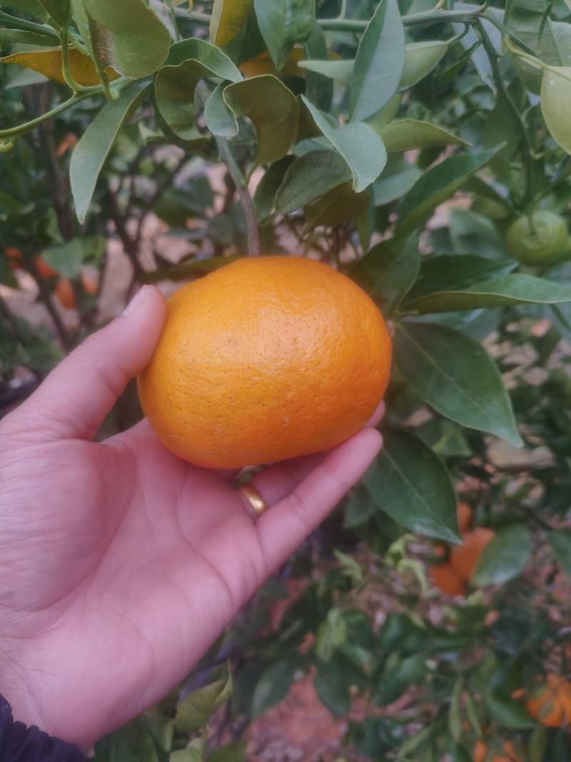 明日见