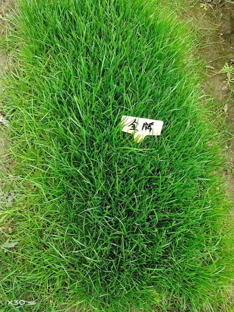进口多年生蓝标金牌黑麦草种子草坪草籽矮生耐寒绿化耐践踏种
