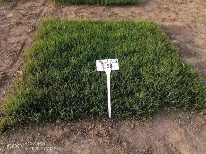 进口多年生蓝标金牌黑麦草种子草坪草籽矮生耐寒绿化耐践踏种