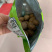 甘草橄榄潮汕特产正宗九制咸甜黄金橄榄果脯休闲茶点蜜饯酸甜