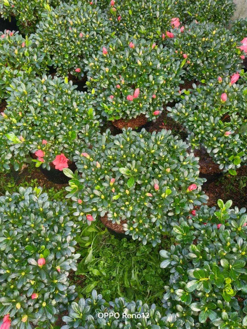 胭脂红杜鹃花多种规格