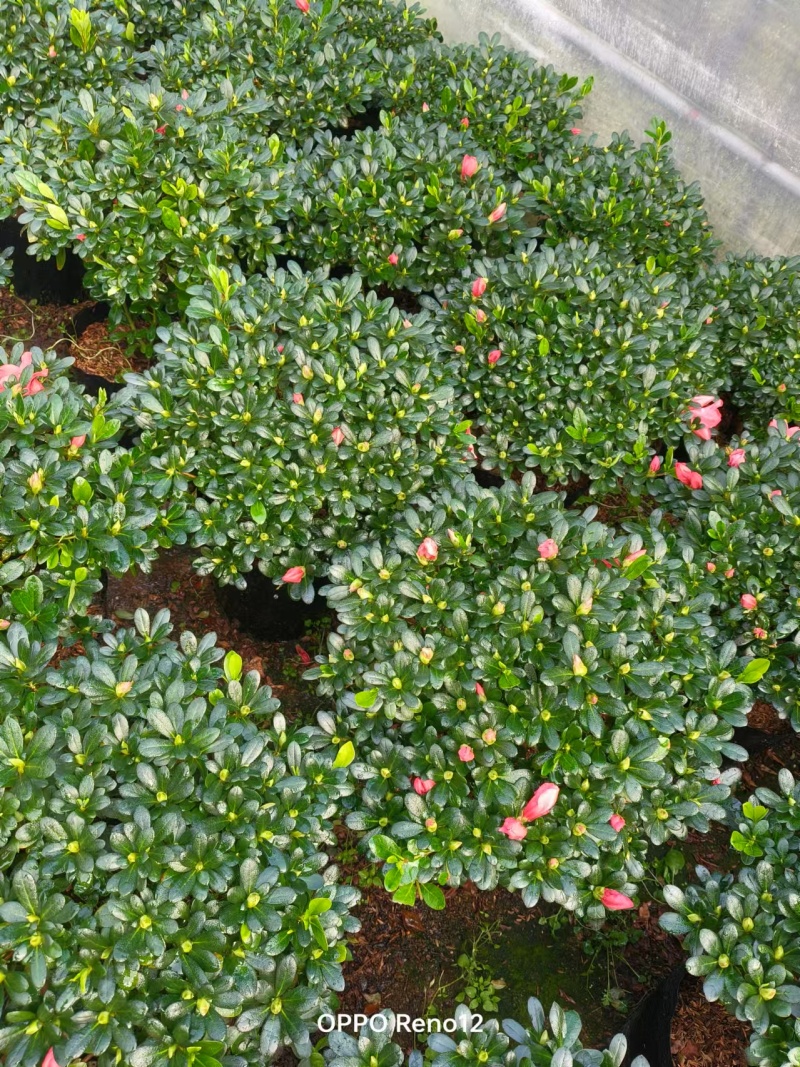 胭脂红杜鹃花多种规格