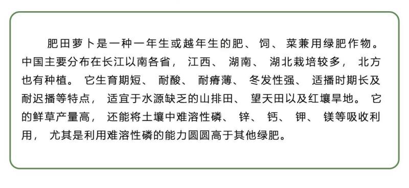 肥田萝卜厂家货源批发价格全国发货价格便宜欢迎下单咨询