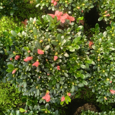 胭脂红杜鹃花多种规格