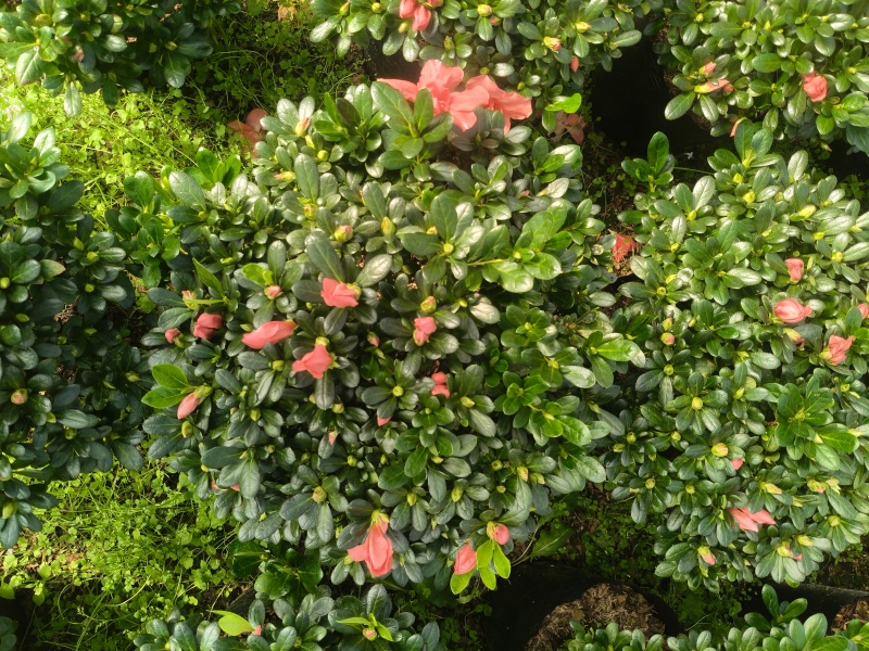 胭脂红杜鹃花多种规格