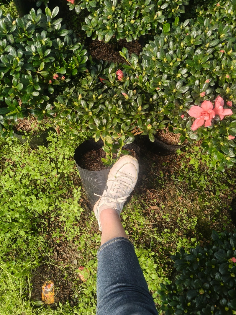 胭脂红杜鹃花多种规格