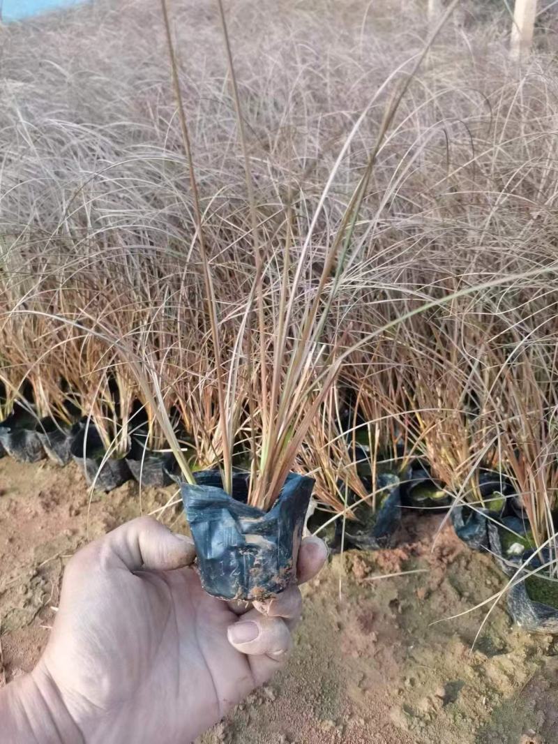 精品桔红苔草