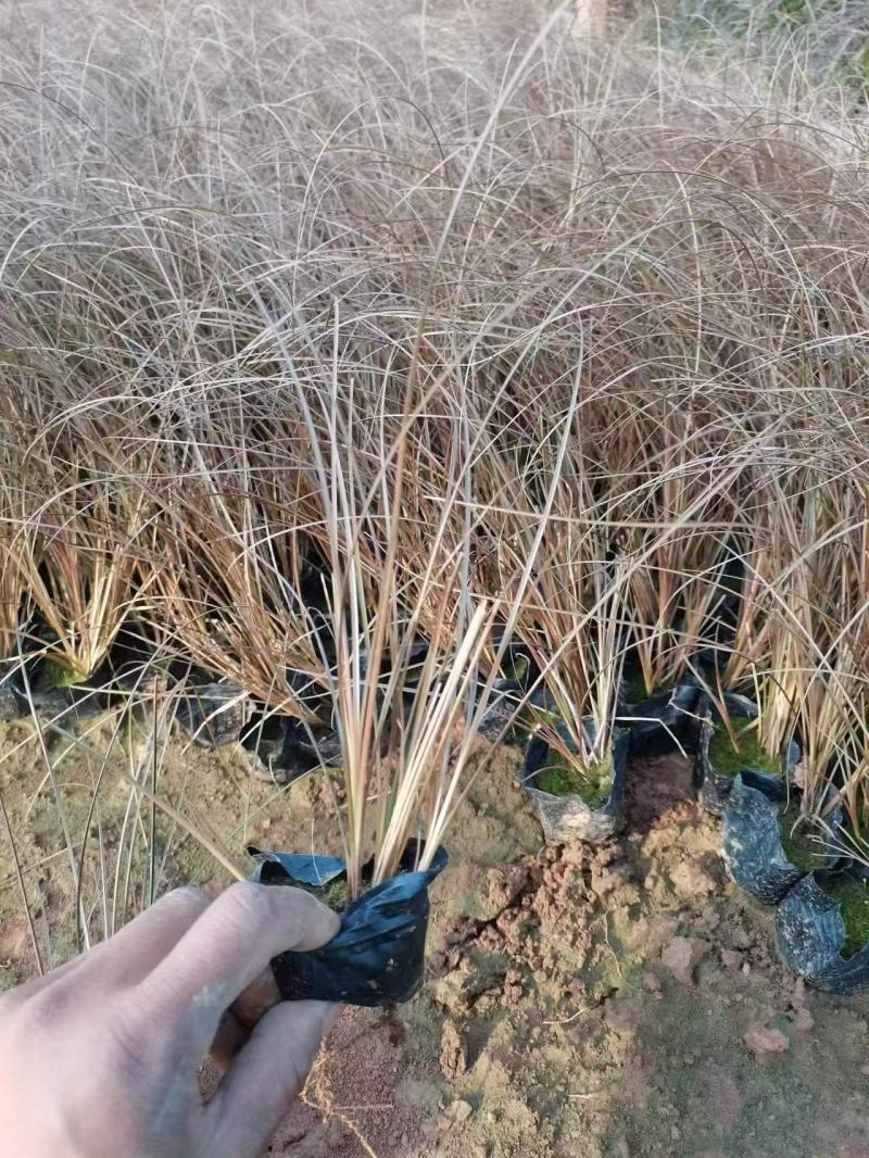 精品桔红苔草