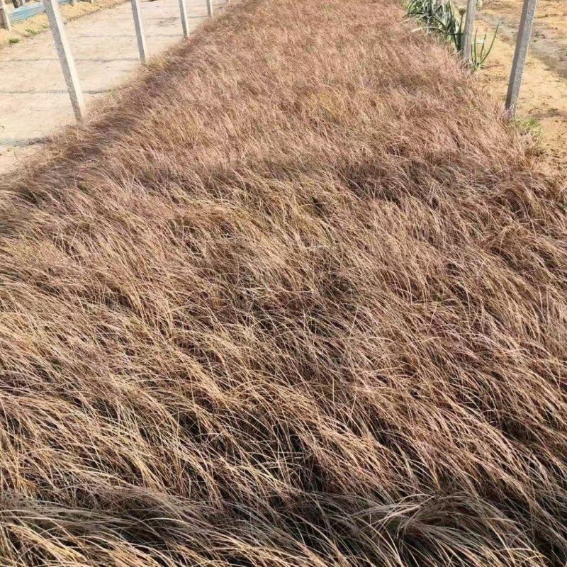 精品棕红苔草